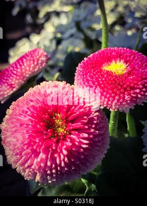 Magenta mamme in un giardino botanico Foto Stock