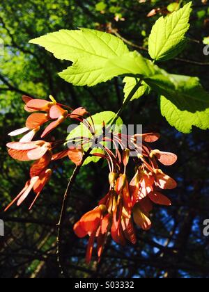 Maple blossoms glow con colore su di un inizio di mattina di primavera in Atlanta, Georgia, Stati Uniti d'America. Foto Stock