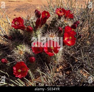 Claret Cup Cactus in fiore, Utah Foto Stock