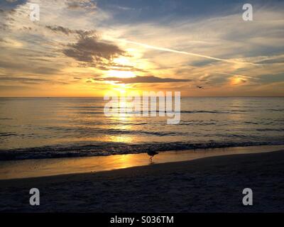 Un tramonto dorato sul Golfo del Messico in Southwest Florida, con i gabbiani di camminare sulla spiaggia e volare con le nuvole lontane nel cielo. Foto Stock