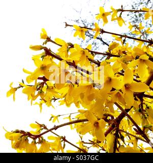 Coltivazione la fioritura. Foto Stock