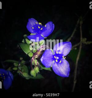 Spiderwort crescente selvatici in Florida Foto Stock