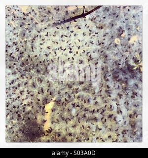 Close up frogspawn in stagno in Kent, Regno Unito. Foto Stock