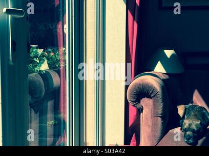 Border terrier cane giacente in sun su un vecchio divano con la riflessione in una finestra Foto Stock