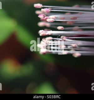 Stami su un Natale fiore di cactus. Foto Stock