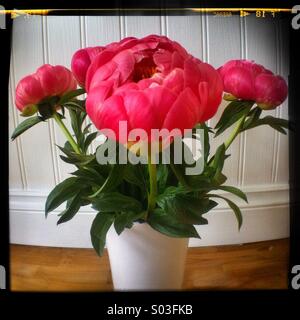 Peony flowers in a white vase Foto Stock