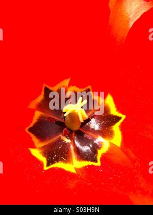 Macro di un rosso tulip flower stame. Foto Stock