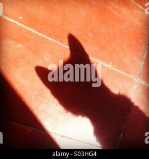 L'ombra di un gatto in Prado del Rey, la provincia di Cadiz Cadice, Andalusia, Spagna Foto Stock