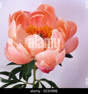 Coral peonia fiore Foto Stock