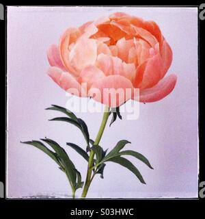 Peonia, fiore Foto Stock