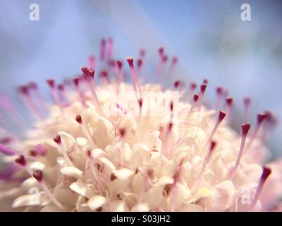 Macro di un puntaspilli fiore. Foto Stock