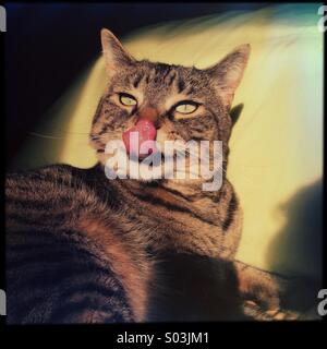 Tabby cat spuntavano lingua Foto Stock