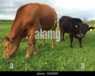 Vi è sempre uno che non è giusto. Le mucche in porto prato, Oxford. Foto Stock