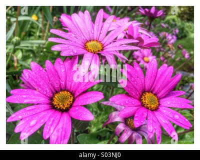 Osteospermum daisy viola le teste dei fiori Foto Stock