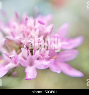 Macro di un fiore pincushion Foto Stock