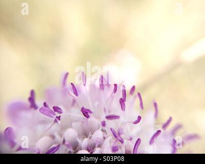 Macro di un fiore pincushion Foto Stock