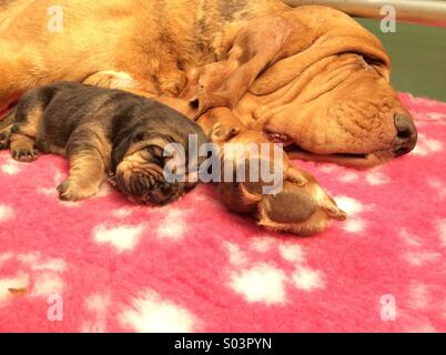 Bloodhound madre con cucciolo Foto Stock