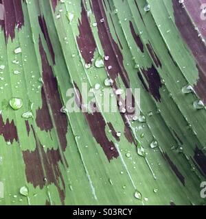 Gocce di pioggia su una pianta di banana leaf Foto Stock