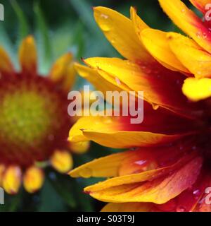 Fiori sotto la pioggia. Foto Stock