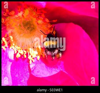 Bumble Bee raccogliere il polline di una rosa Foto Stock