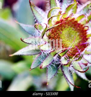 Germoglio di Gaillardia Foto Stock