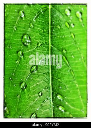 Gocce d'acqua sulla lamina Foto Stock