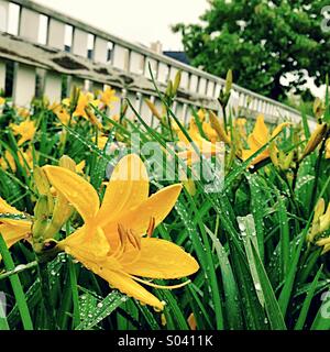 Daylilies giallo. Foto Stock