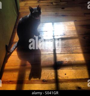 Un gatto femmina si erge di fronte a una finestra nella sua casa di Colonia Roma, Città del Messico, Messico Foto Stock