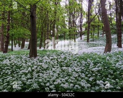 Legni profumati di aglio selvatico fiori Foto Stock