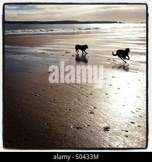 Due cani in esecuzione su una splendente spiaggia bagnata in silhouette Foto Stock