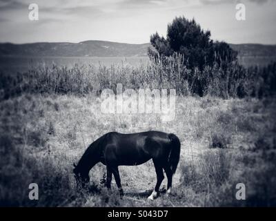 Lone cavallo al pascolo in un campo in riva al mare Foto Stock