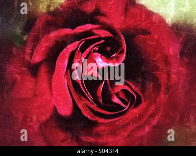 Red Rose bloom abstract Foto Stock