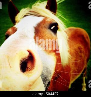 Ravvicinata di una narice del cavallo Foto Stock