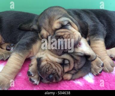 Due posti letto cuccioli di bloodhound Foto Stock