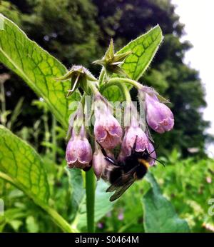 Busy Bee raccogliendo il polline Foto Stock