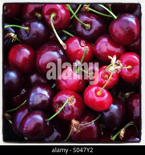 Full frame close up di ripe ciliege rosse Foto Stock