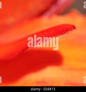 Macro di colore arancione petalo di un fiore di cactus v Foto Stock