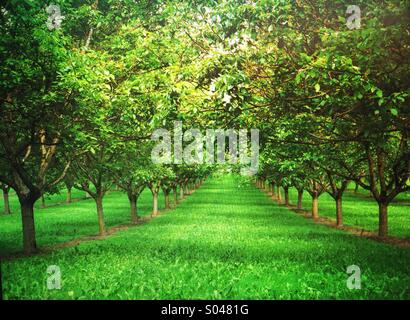 Filari di alberi in Walnut Grove in primavera, nei pressi di Domme, Dordogne, Aquitaine, Francia Foto Stock