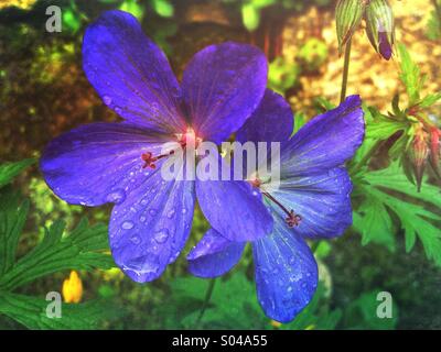 Geranio 'Johnsons" blu" (Geranium himalayense × Geranium pratense) fiori nel giardino Foto Stock