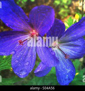 Geranio 'Johnsons" blu" (Geranium himalayense × Geranium pratense) fiori nel giardino Foto Stock