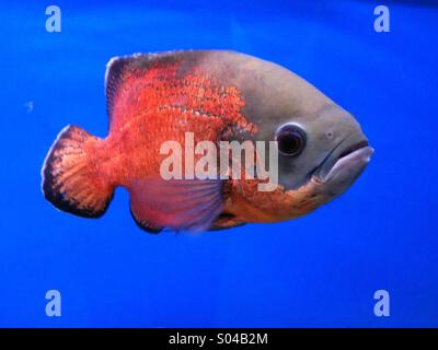 Giovani pesci Oscar Foto Stock