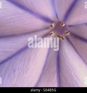 Macro di un fiore lilla Foto Stock