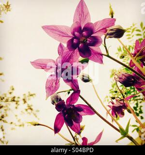 Viola aquilegia fiori Foto Stock