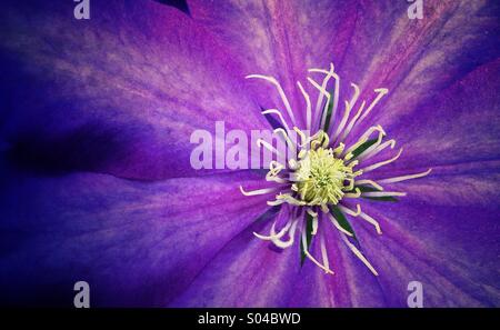 Clematis viola Foto Stock