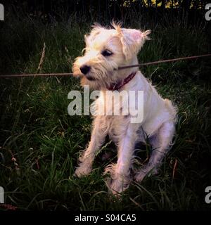 Cucciolo Schnauzer mordere un filo estensibile Foto Stock