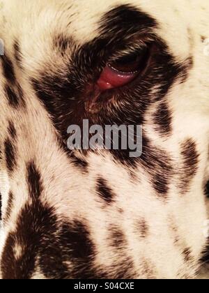In prossimità della faccia della Dalmazia con un occhio sanguinari Foto Stock