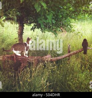 Cat stalking un corvo seduto su un vecchio aratro in campo Foto Stock