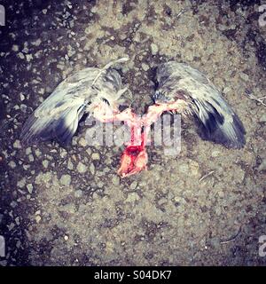 Angelo della morte. Resti di un uccello morto trovato sulla strada una mattina. Foto Stock