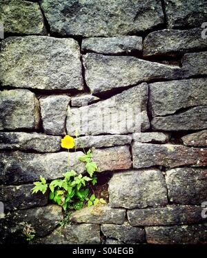 Fiore giallo grigio contro il muro di pietra Foto Stock