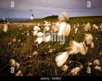 Erba di cotone soffiando nel vento con Rivington Pike in background Foto Stock